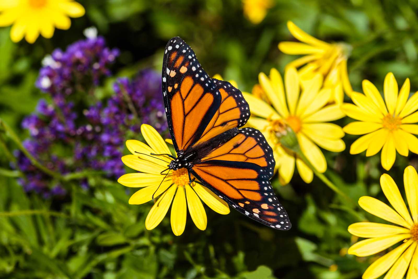 Las mejores cosas que hacer en Fort Lauderdale Butterfly World