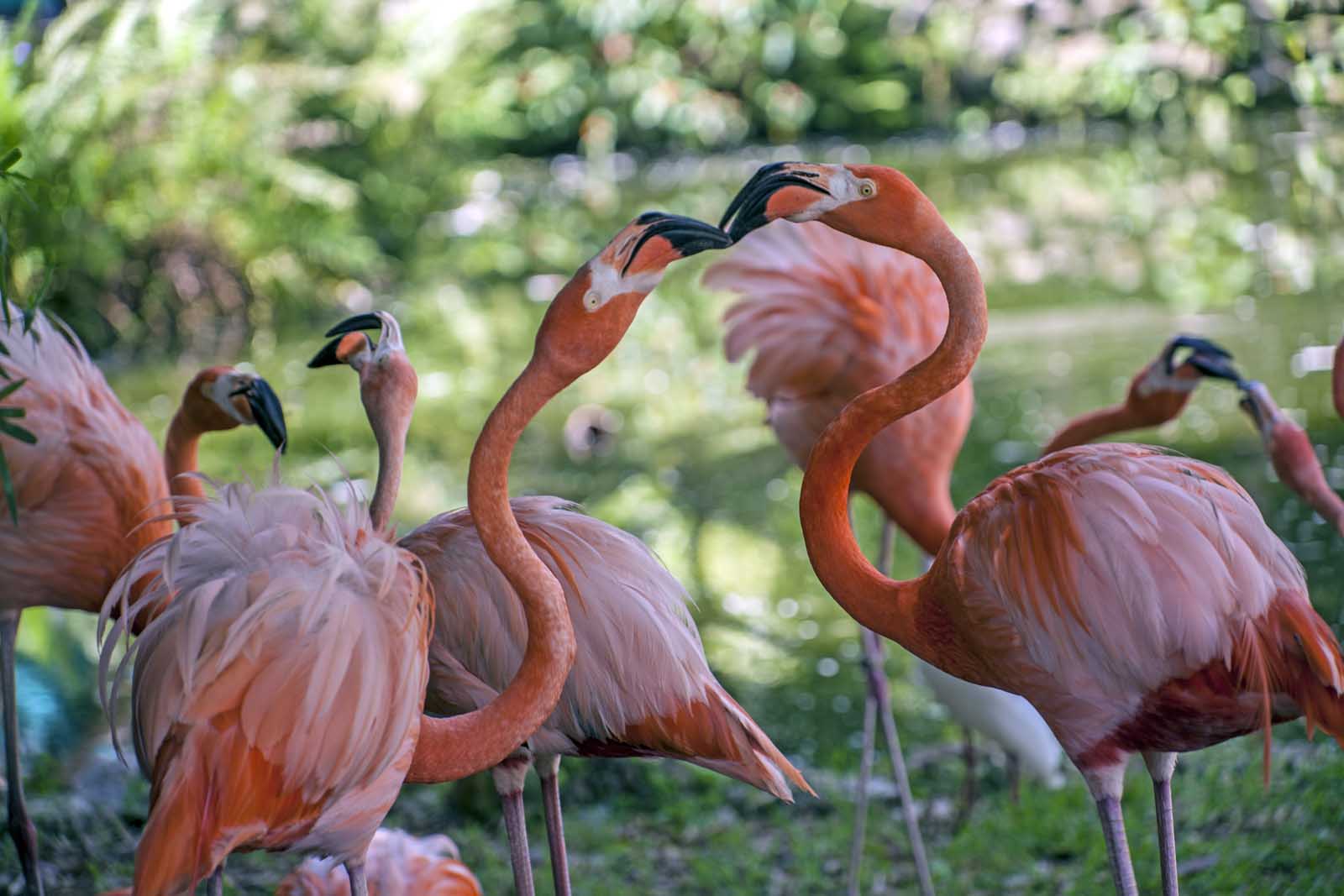 cosas que hacer en Fort Lauderdale Flamingo Gardens