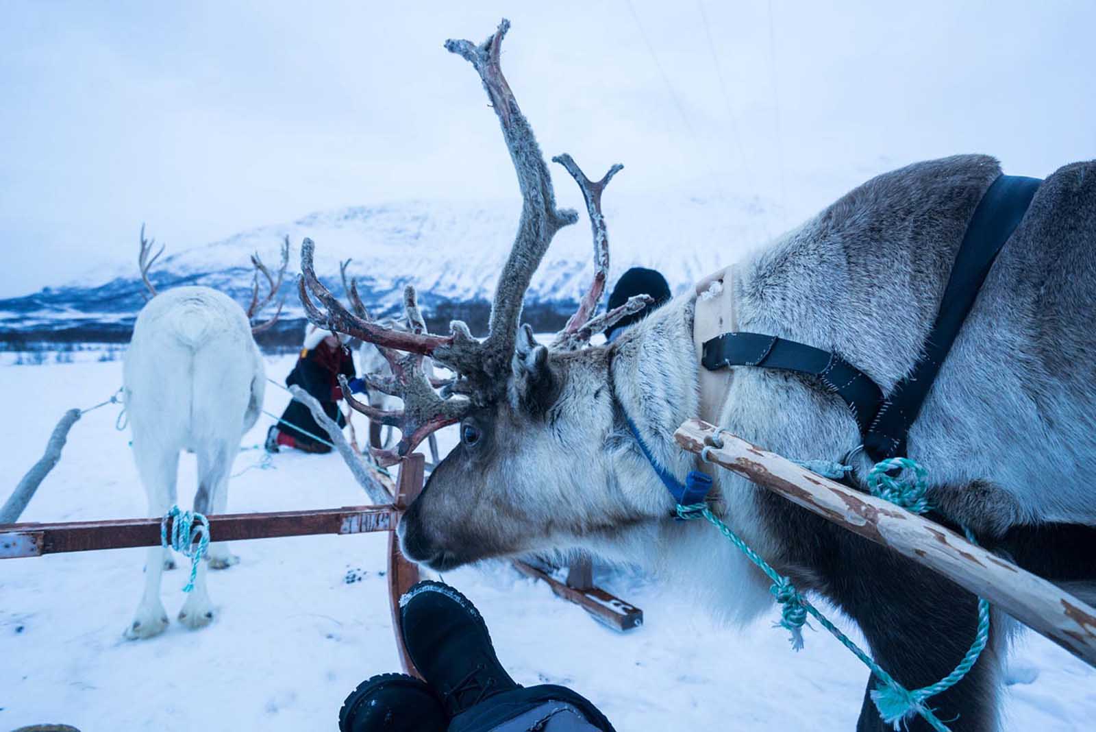 mejores lugares para pasar la Navidad en Laponia