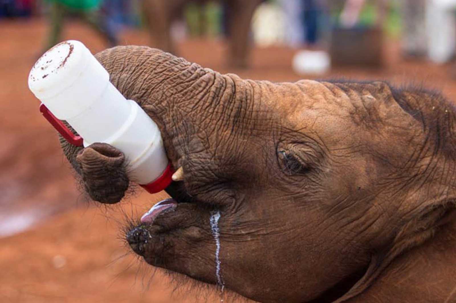 organizaciones benéficas de viaje Sheldrick Wildlife Trust