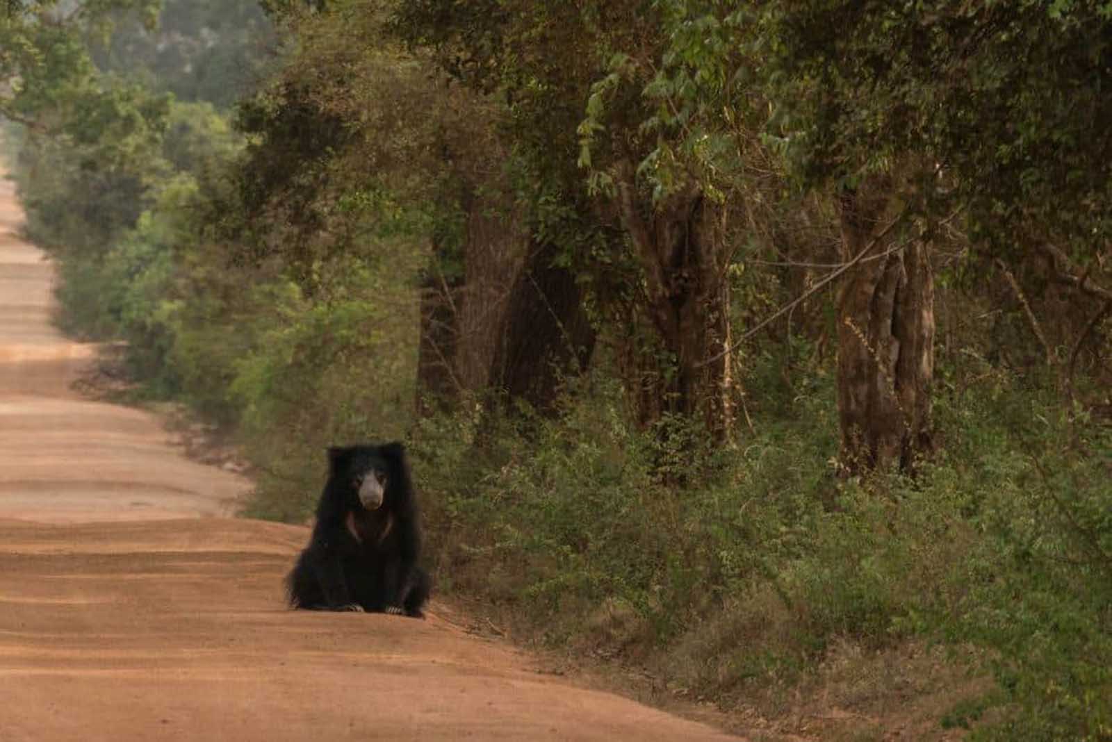 organizaciones benéficas de viajes animales asia