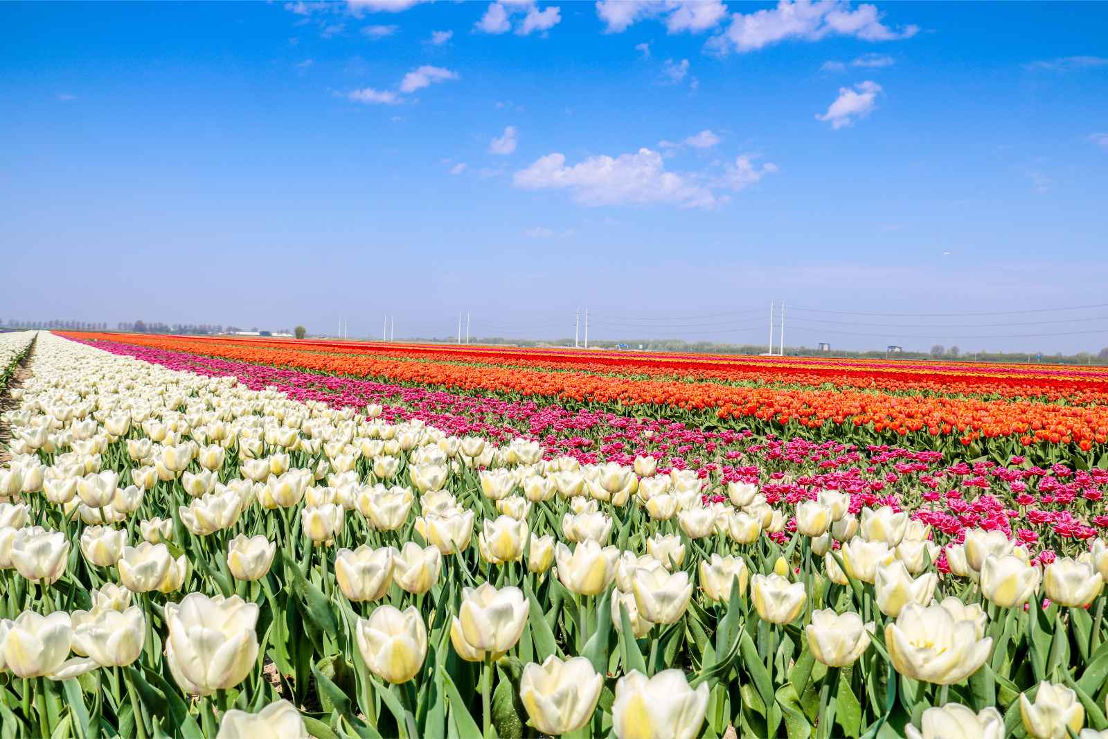 Las mejores cosas que hacer en Amsterdam Tulip Fields