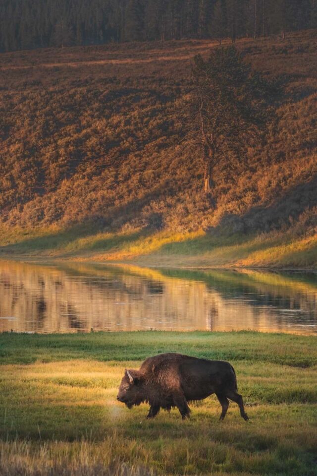 Bison en el Parque Nacional de Yellowstone 