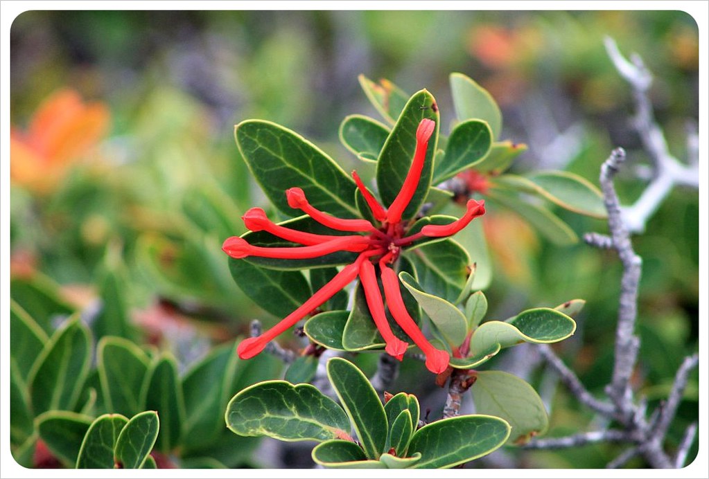 flor de caminata laguna torre