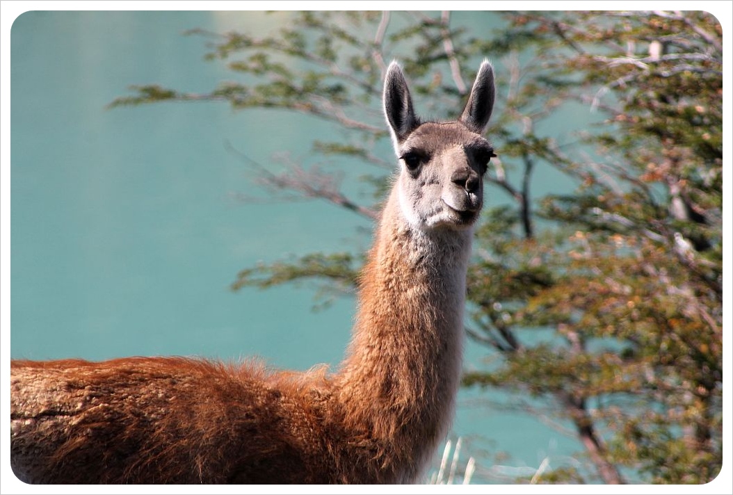 parque nacional torres del paine llama