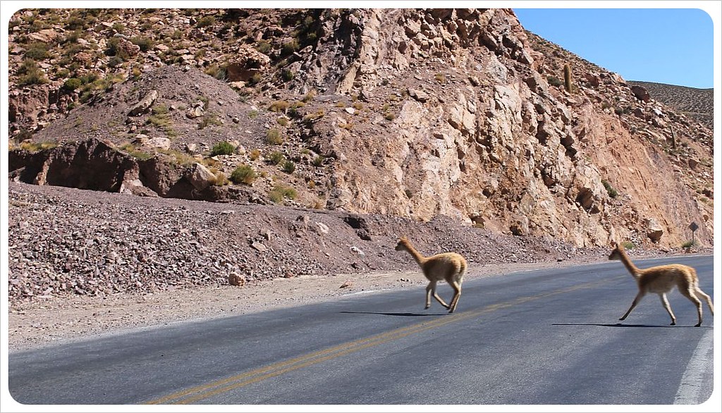 llamas a la carretera