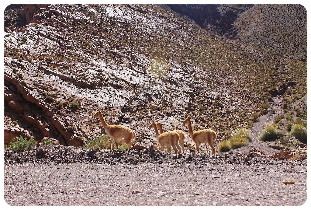 fallida de humahuaca andes guanacos