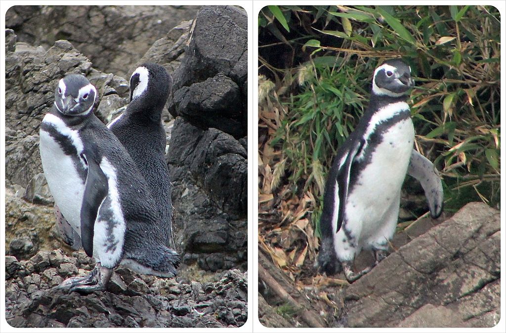 Pingüinos en Chiloé