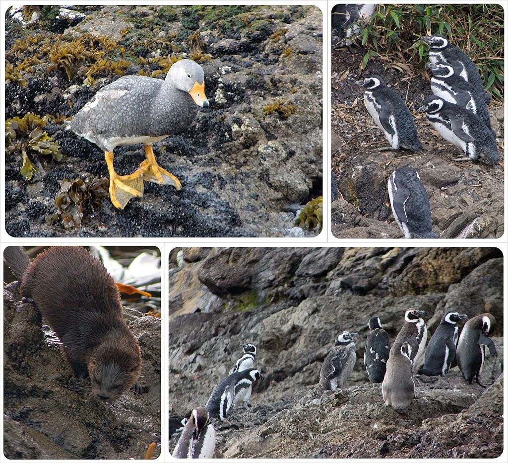 Colonia de pingüinos Puñihuil en Chiloé, Chile