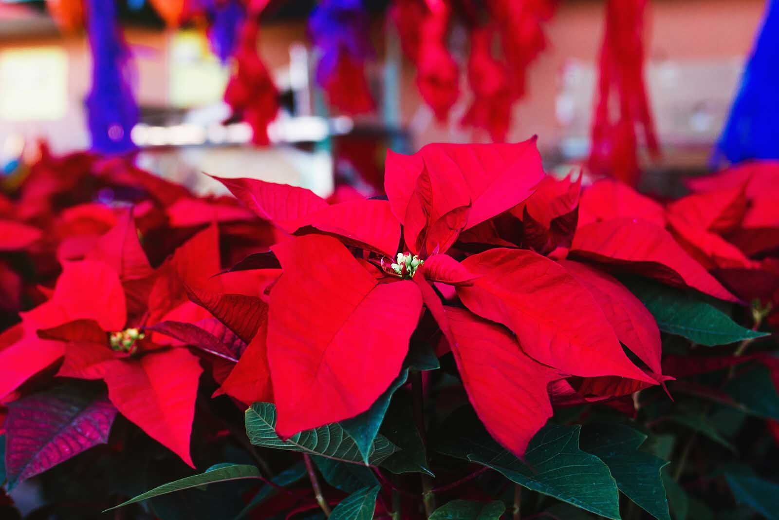 flores de poinsettia tradición navideña mexicana