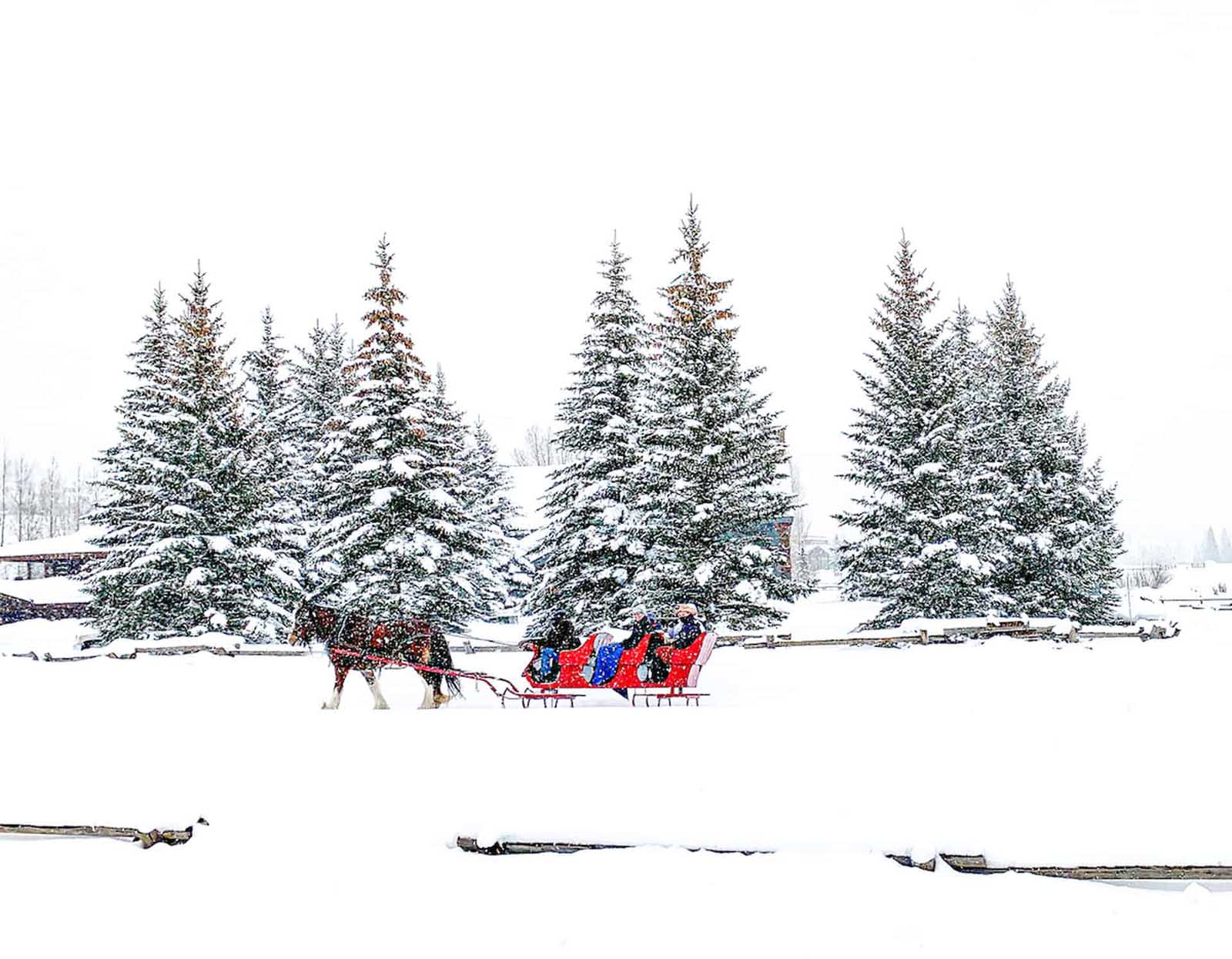 actividades de invierno a paseos en trineo de Colorado