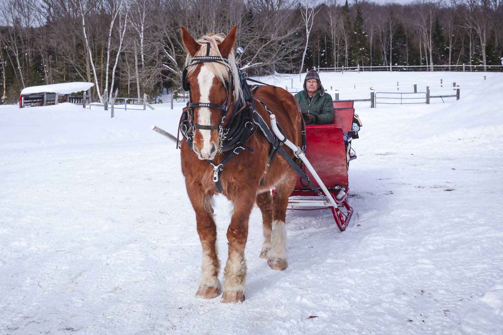 paseos en trineo de invierno de Colorado