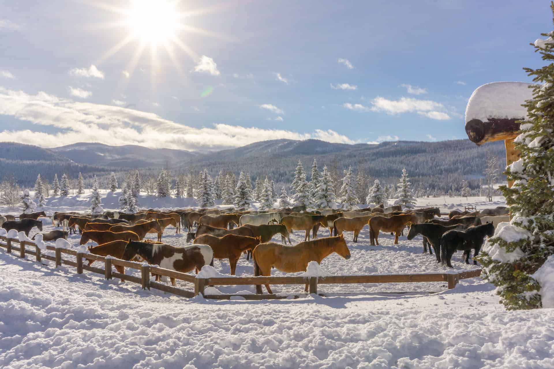 paseos a caballo en invierno en Colorado