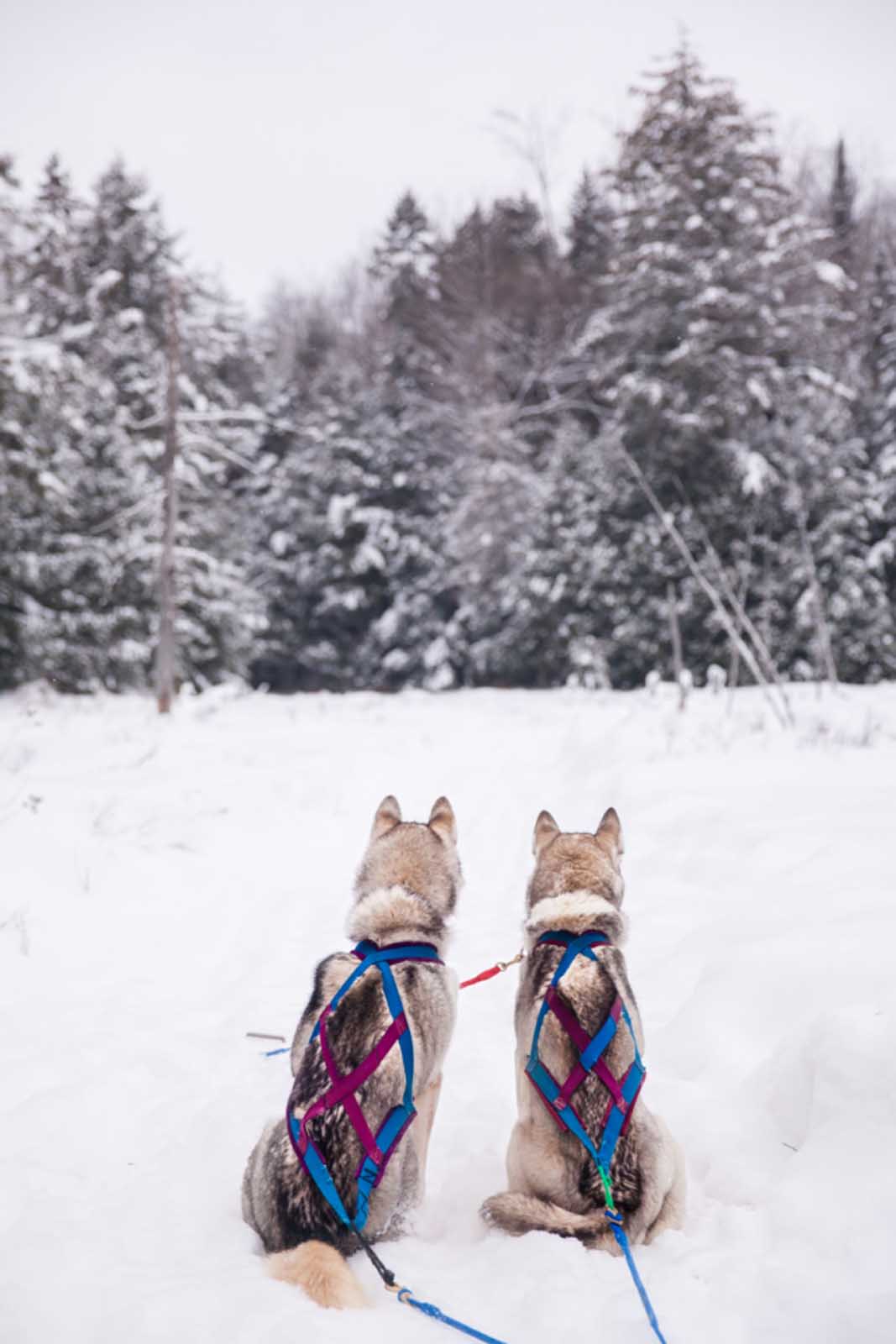 divertido deporte de invierno de Colorado con trineo de perros