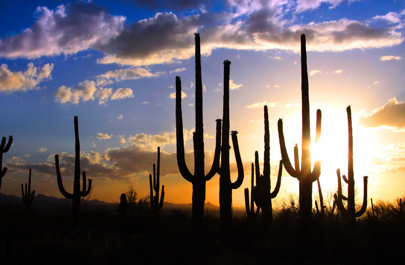 Parque Nacional Saguaro