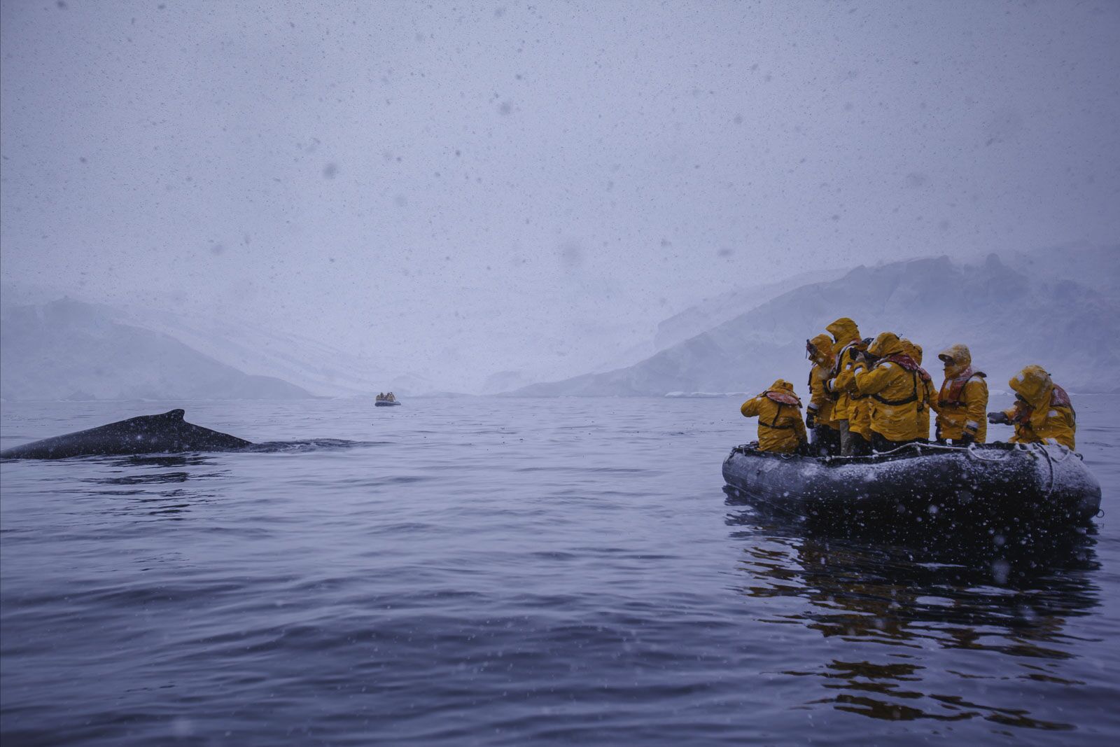 Las mejores cosas por hacer en las ballenas del zodiaco de la Antártida