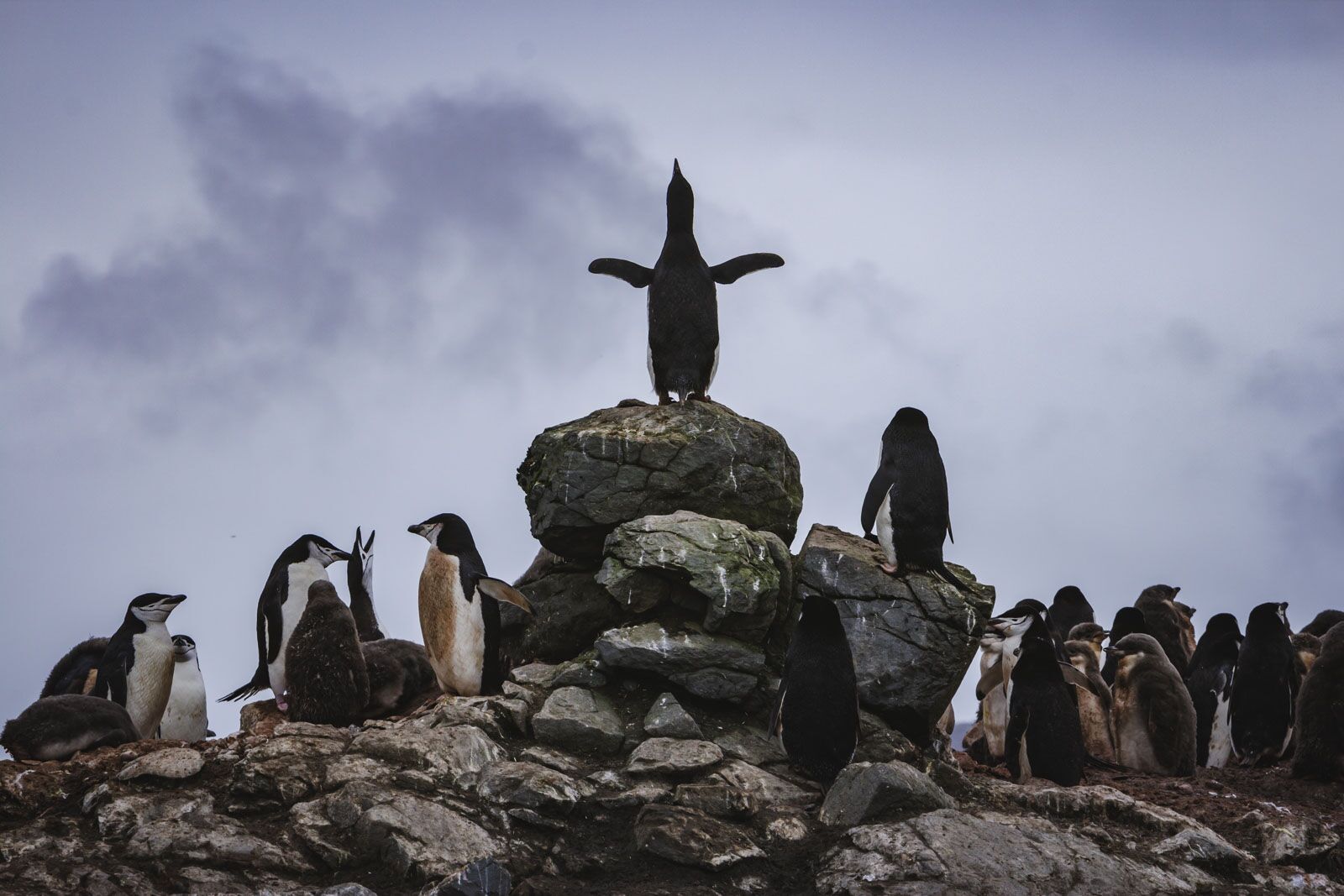 Las mejores cosas para ver Pingüinos de la Antártida