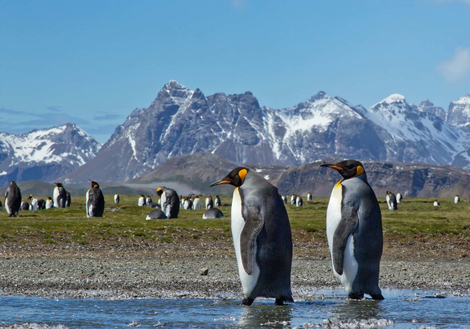 qué hacer a los pingüinos de la Antártida