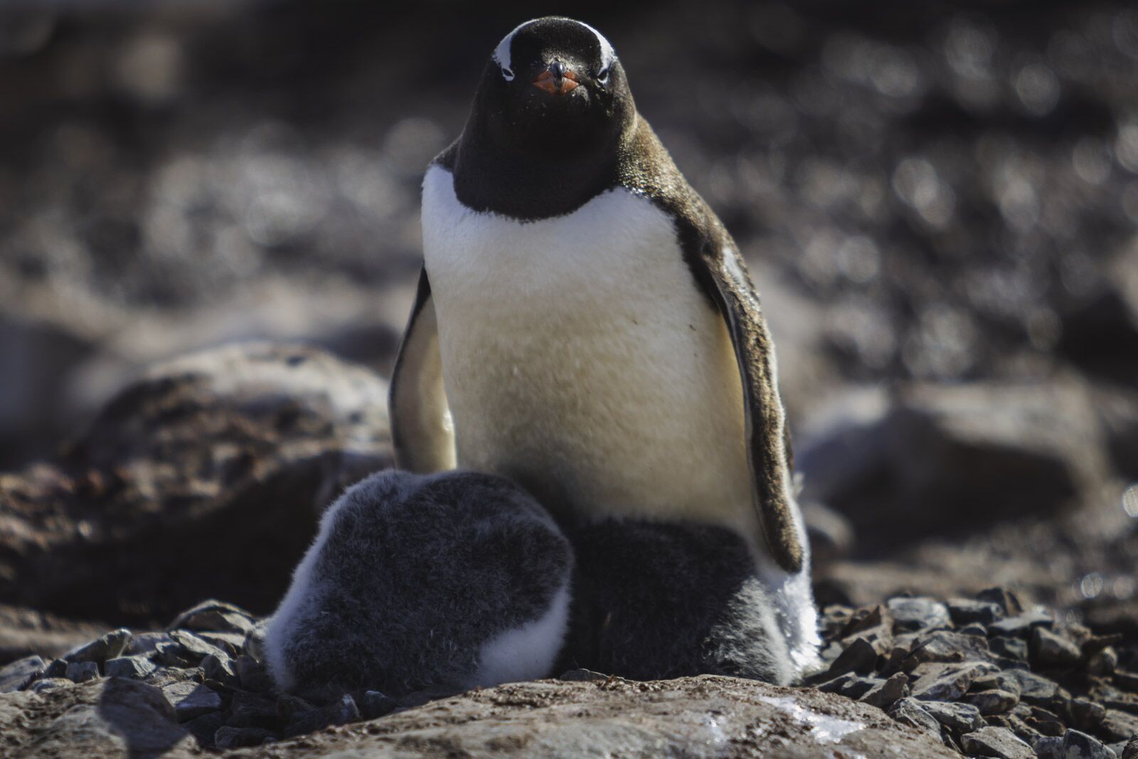 Qué hacer en las colonias de pingüinos de la Antártida