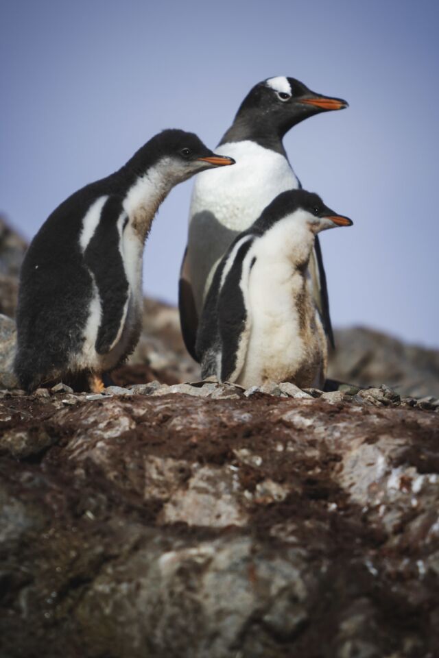 Cosas a hacer en la Antártida Pingüinos