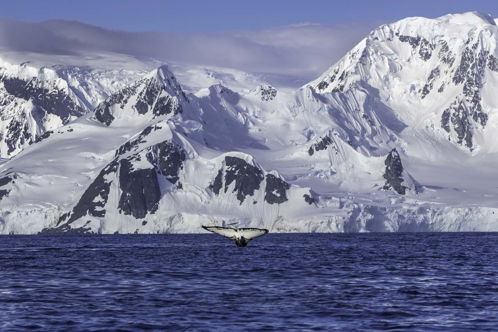 Qué hacer en la Antártida Observación de ballenas