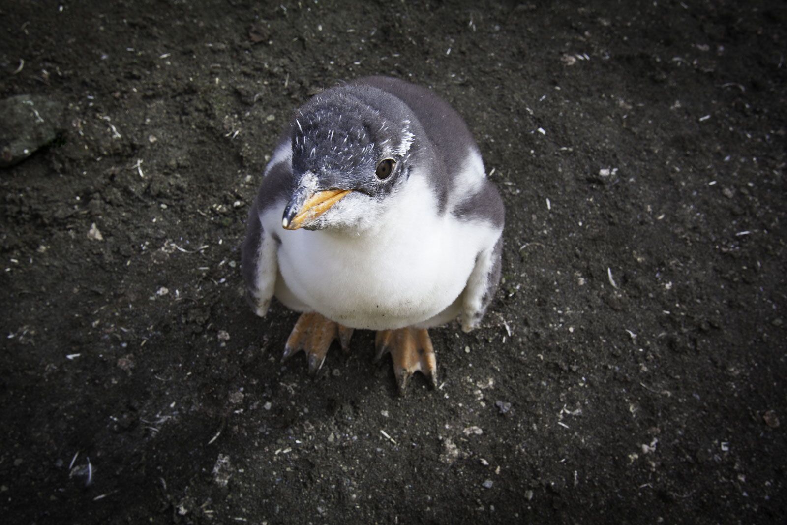 qué hacer en el pingüino de la Antártida