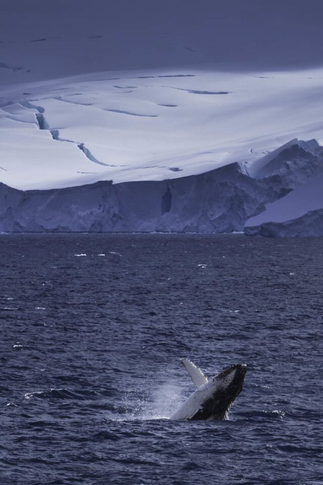 Observación de ballenas en la Antártida