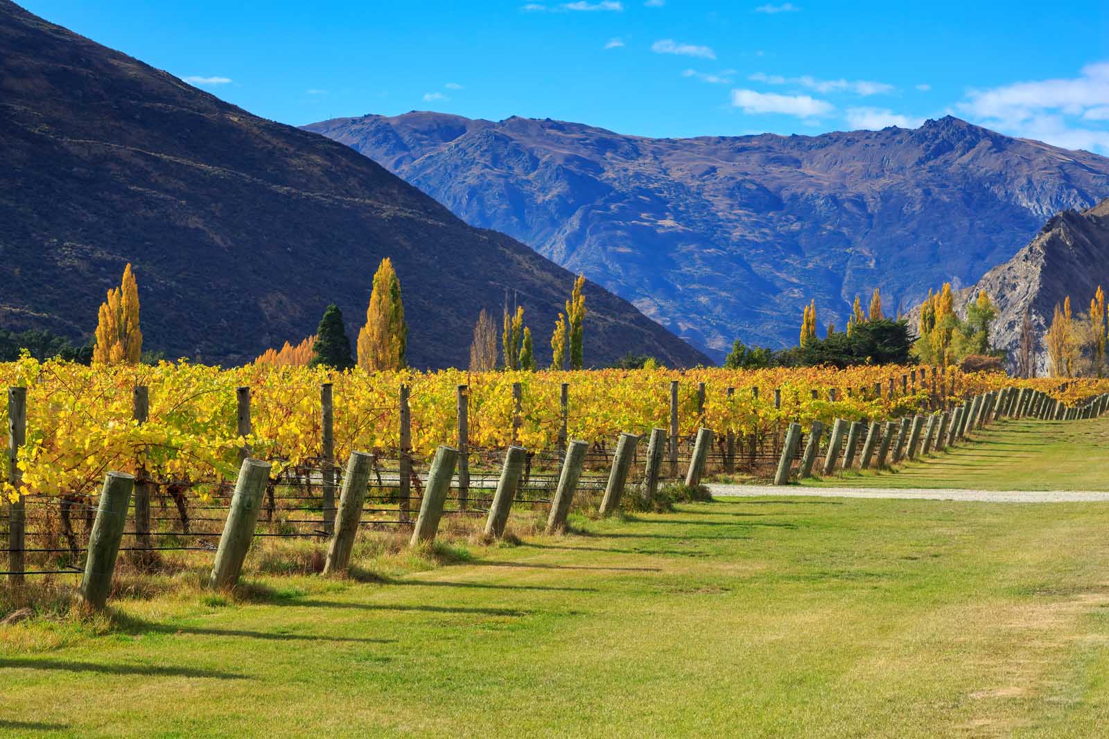 mejores cosas que hacer en Queenstown wine tours