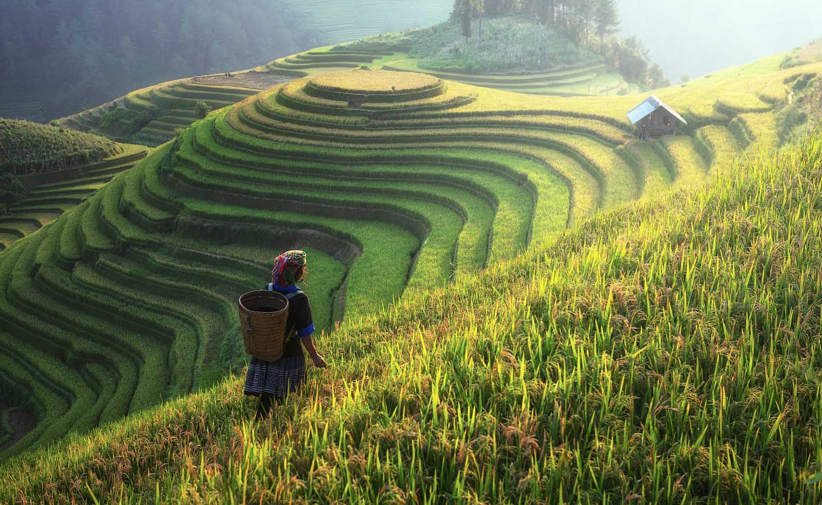 cosas por hacer en las terrazas de arroz de sapa vietnam