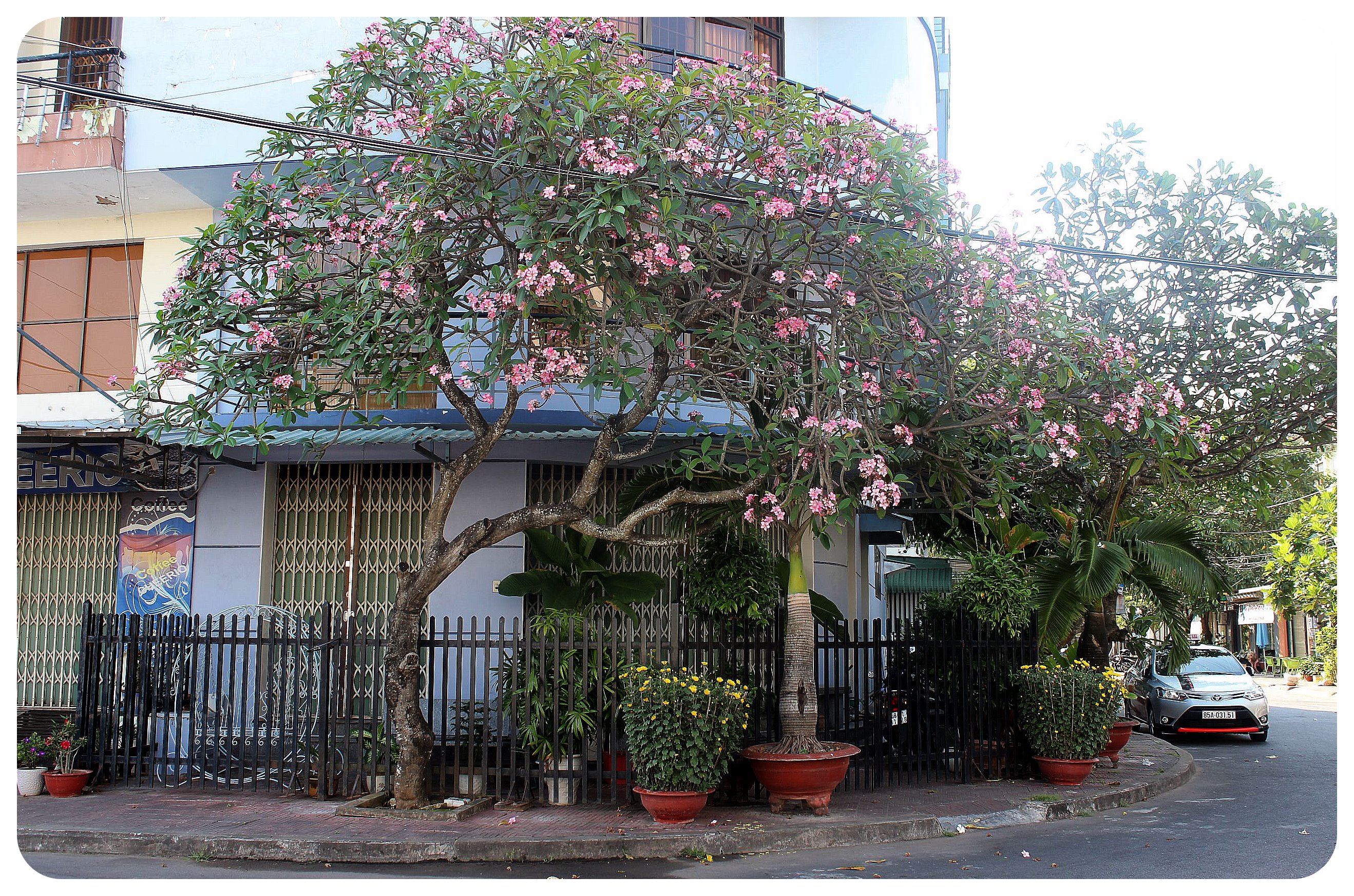 calle Rach gia con árbol florido