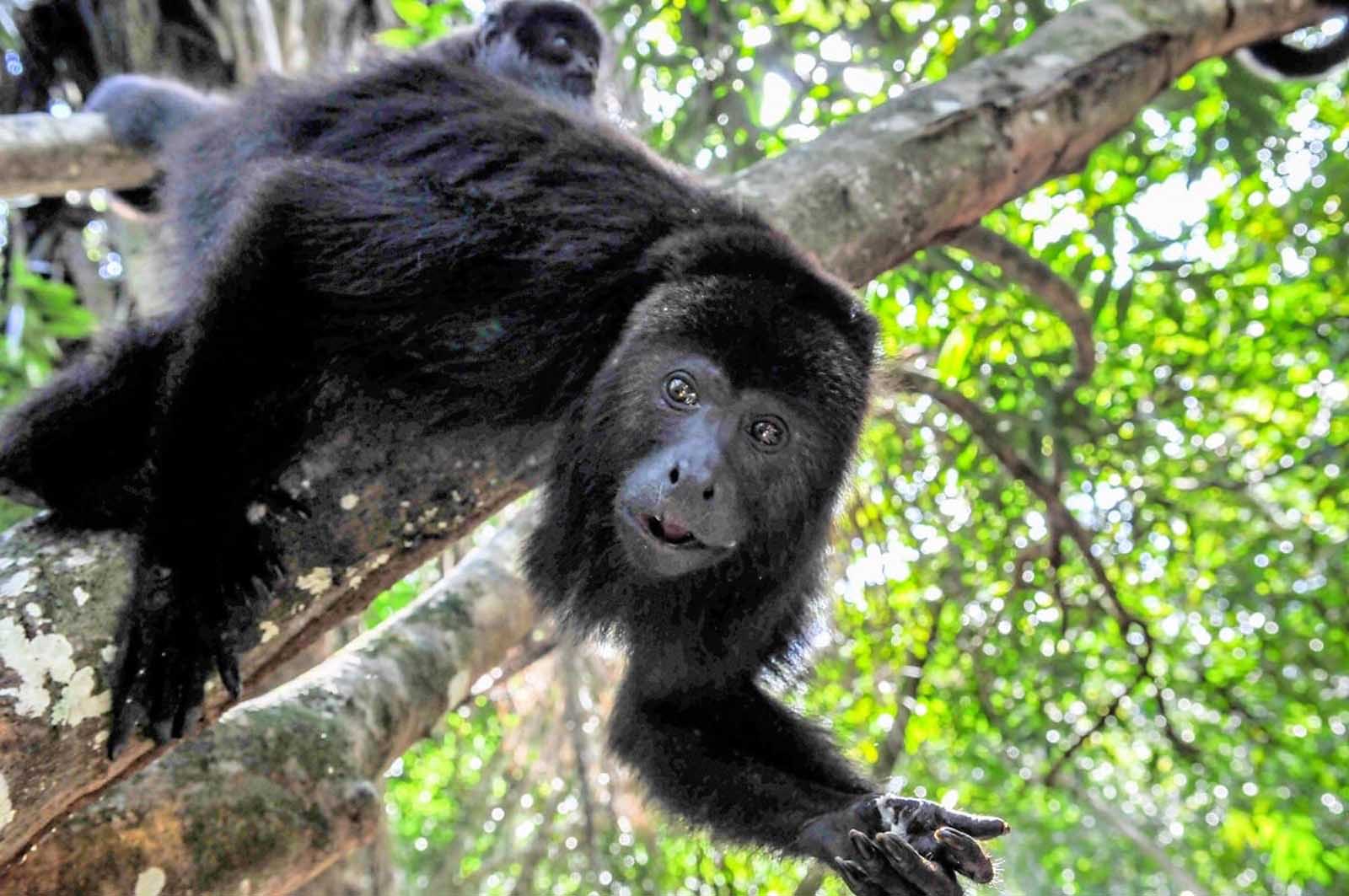 Qué hacer en el santuario de babuinos de Belice