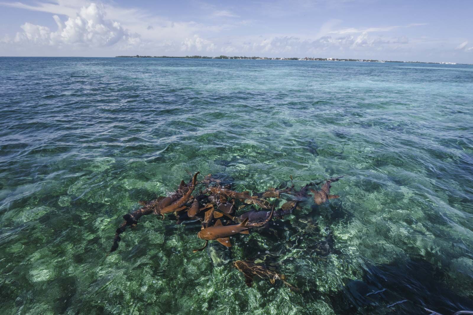 mejores cosas que hacer en los tiburones de Belice