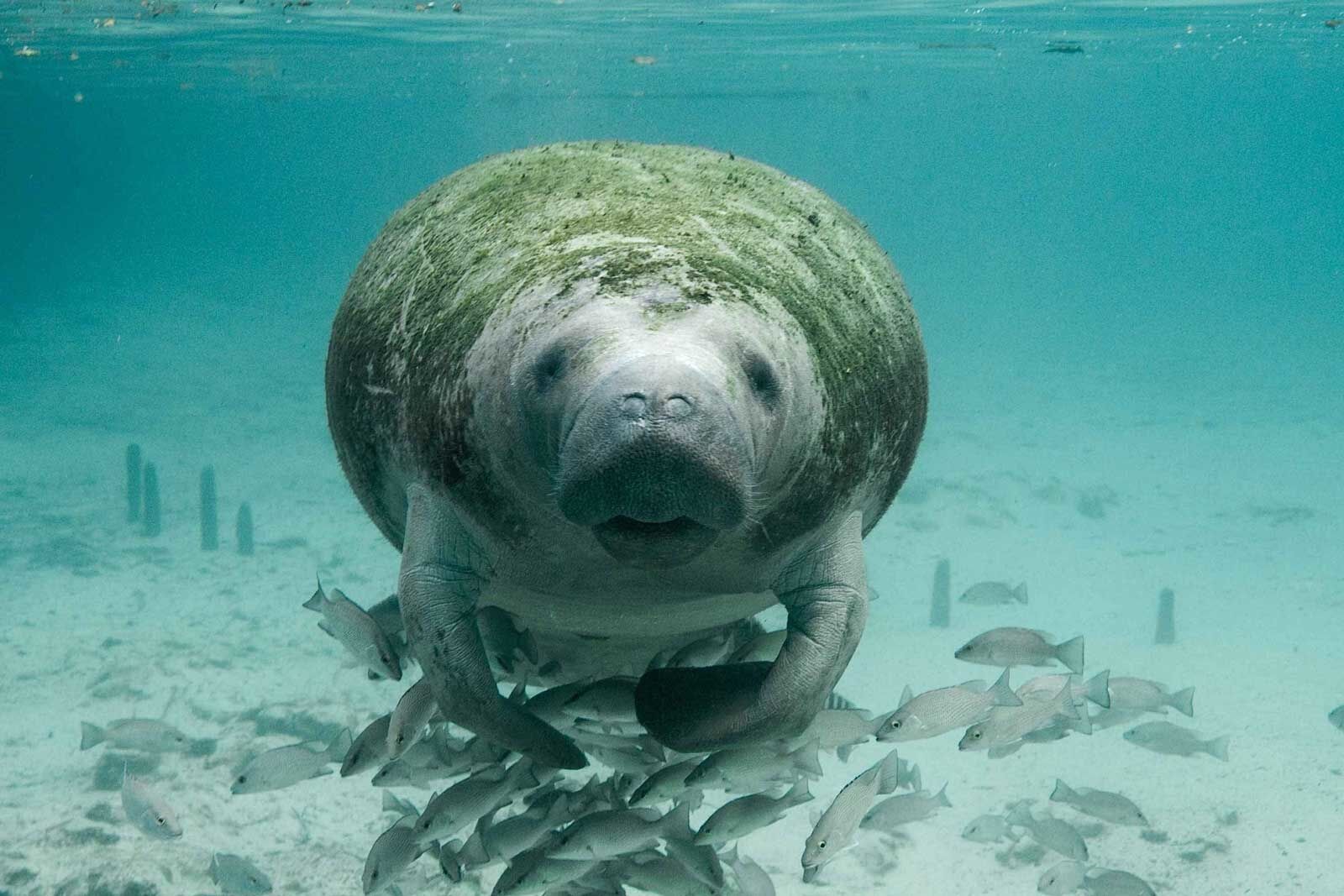 qué hacer en Belice snorkel con manatís