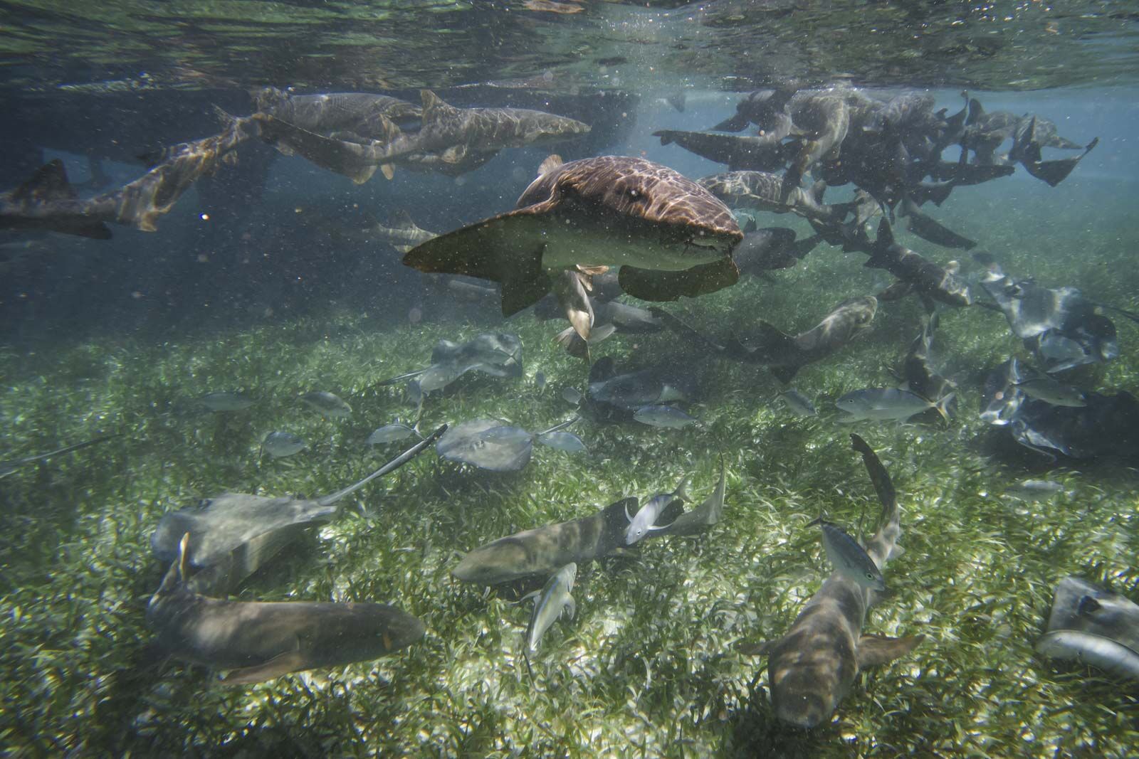 las mejores cosas que hacer en Belice Shark Ray Alley