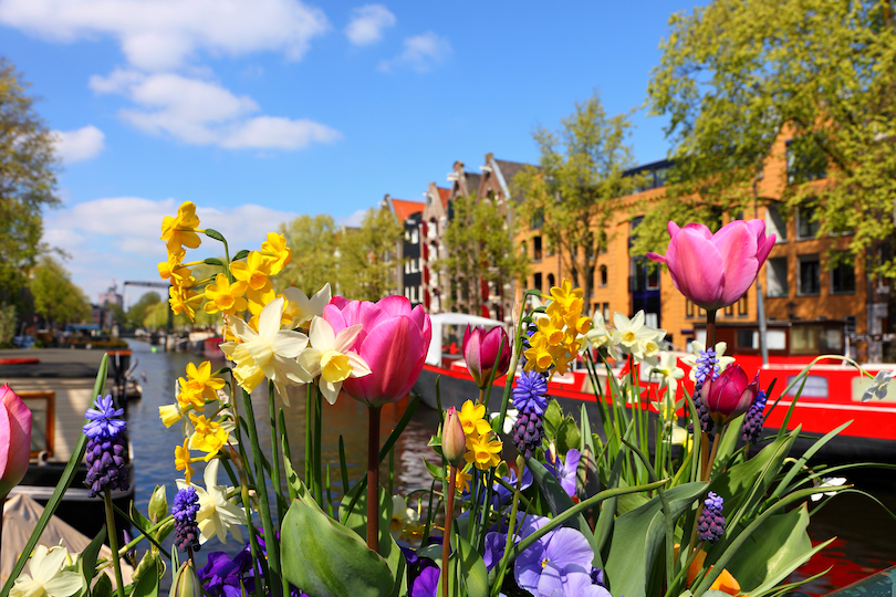 Tulipanes de Ámsterdam