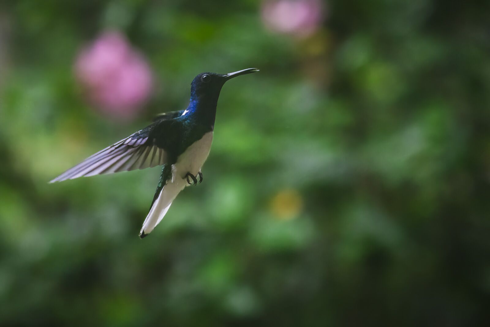 itinerario de belize colibrí