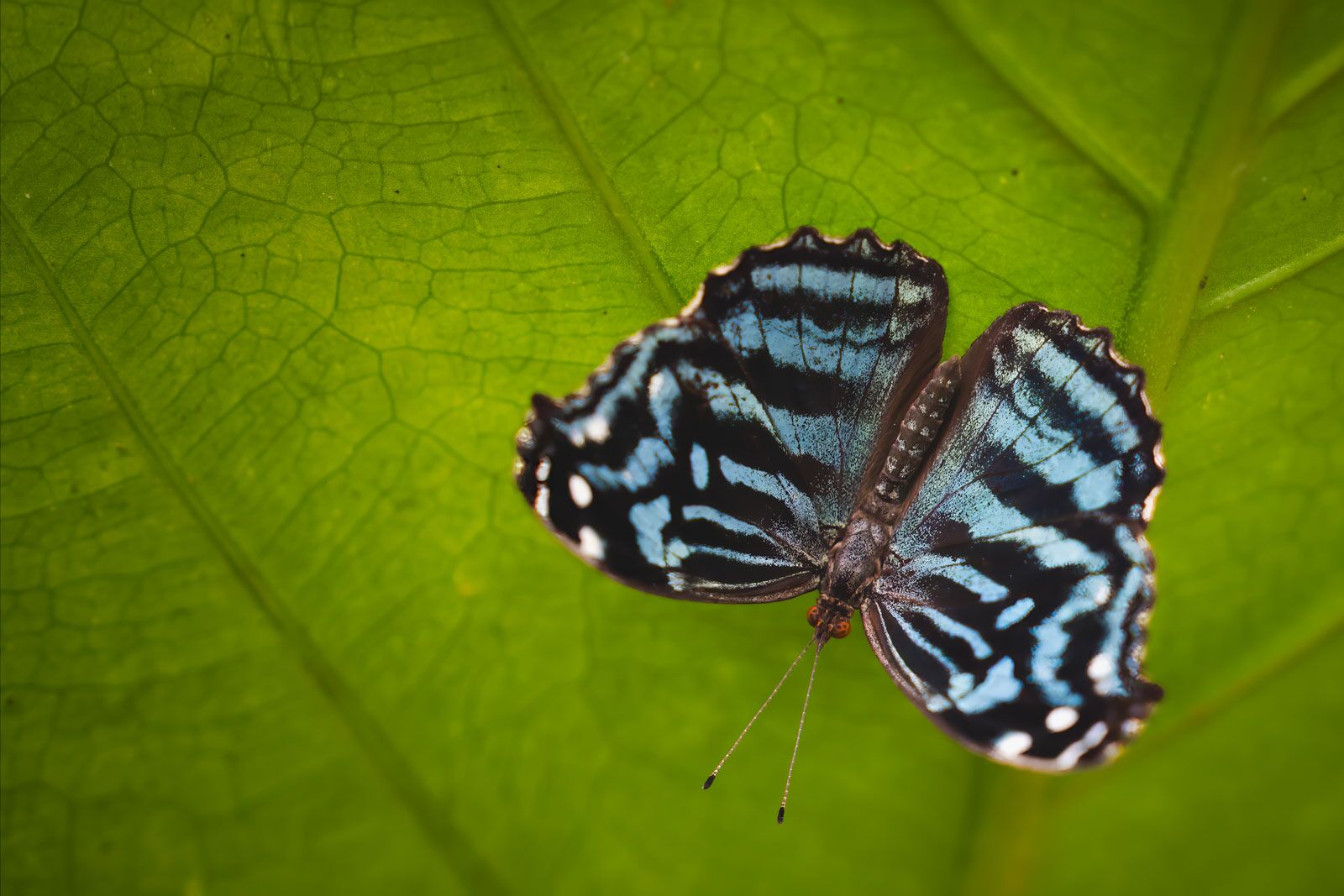 Granja de mariposas en San Ignacio, Belice