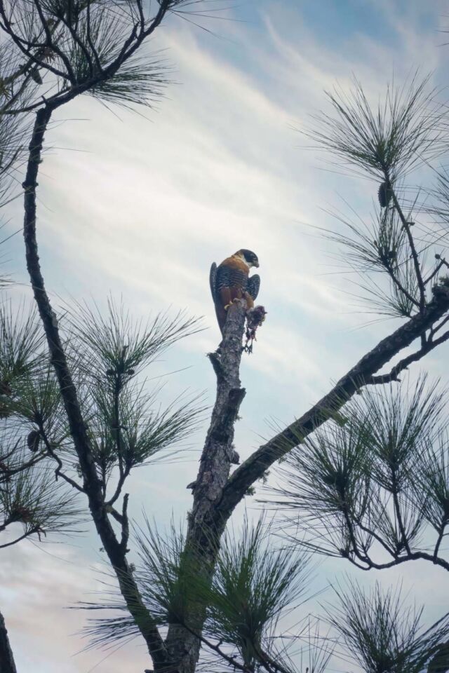 Observación de pájaros en Belice Halcón de pecho naranja