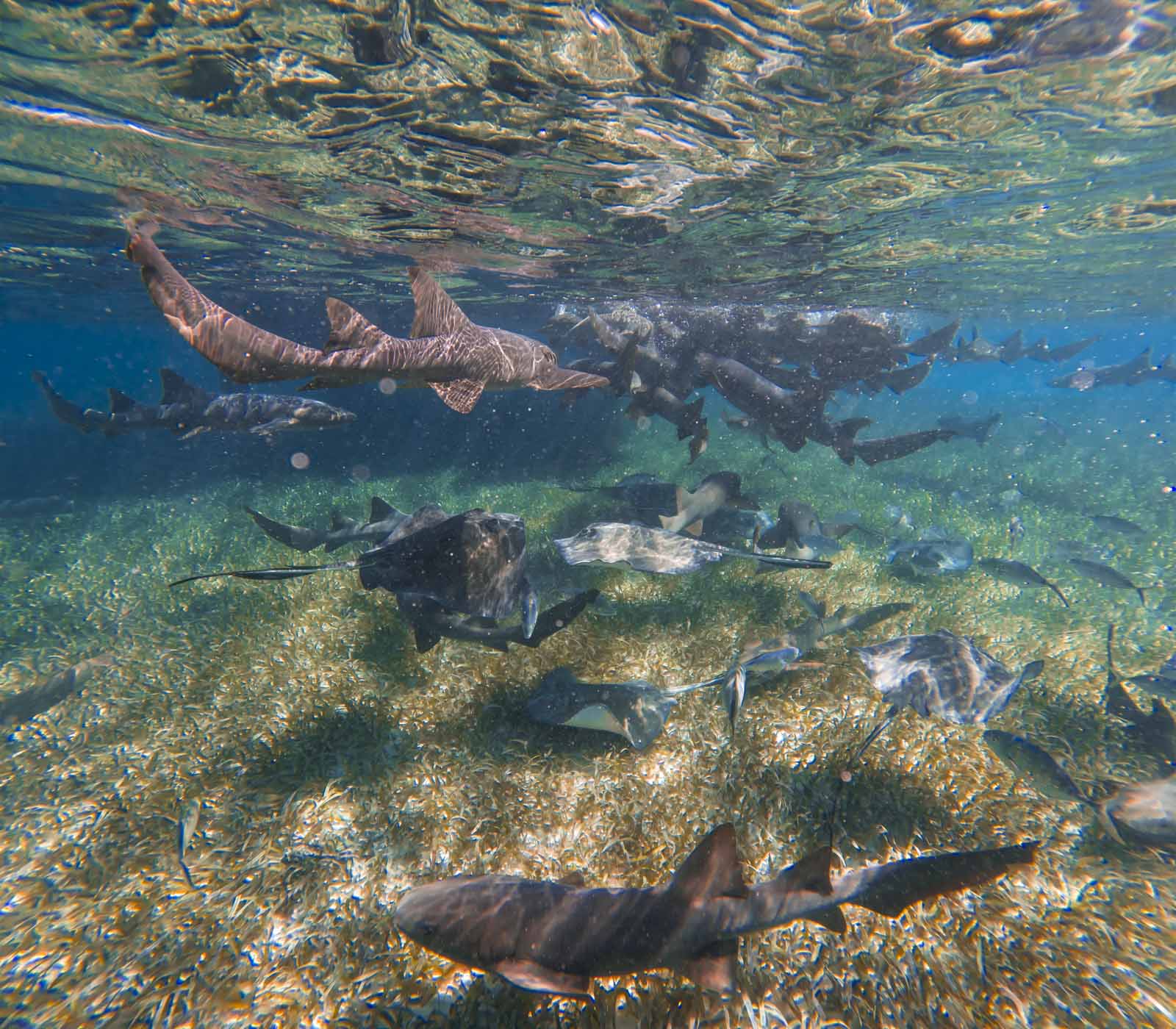 Itinerario por Belice Shark Ray Alley