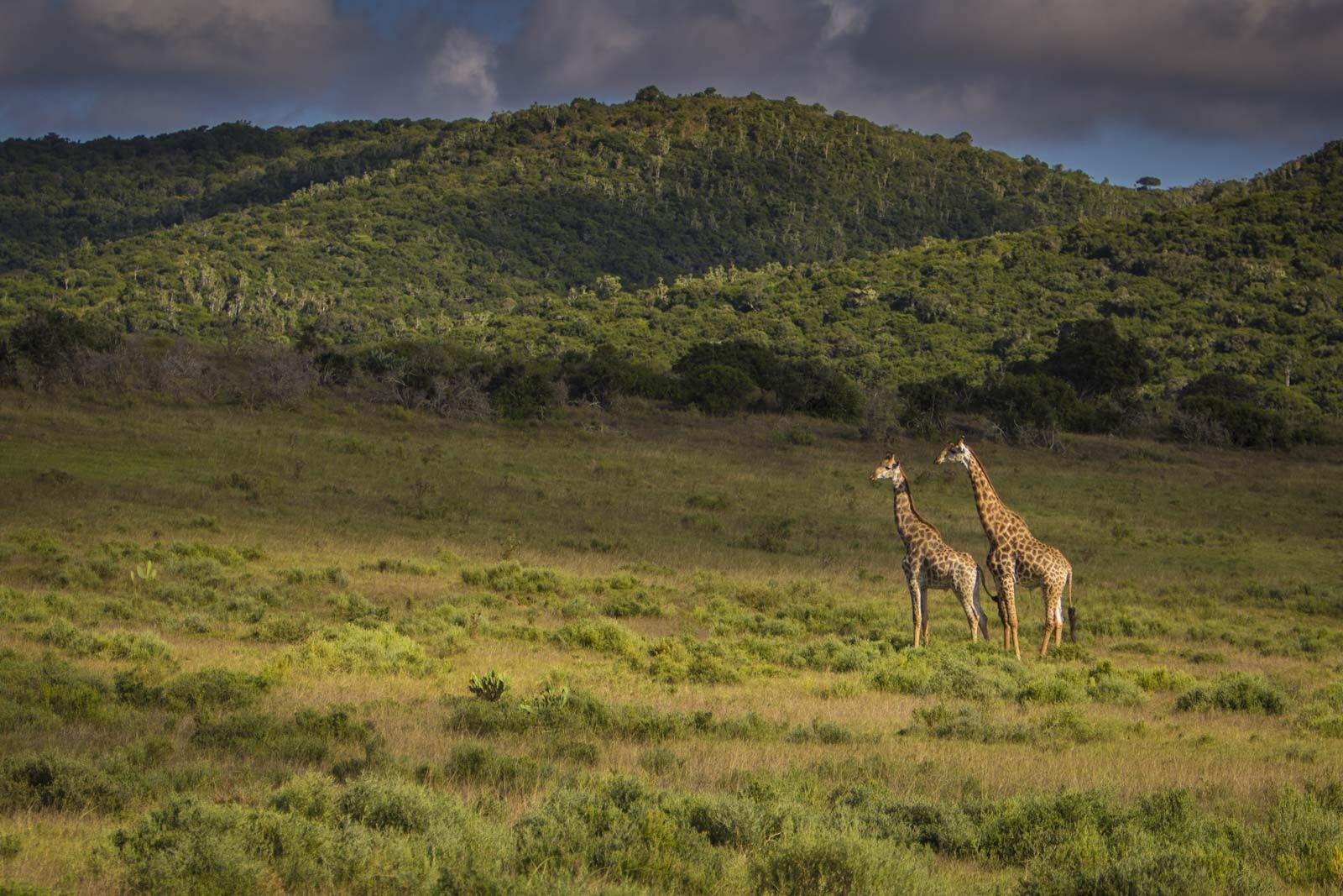 Las mejores cosas que hacer en Sudáfrica Game Reserve