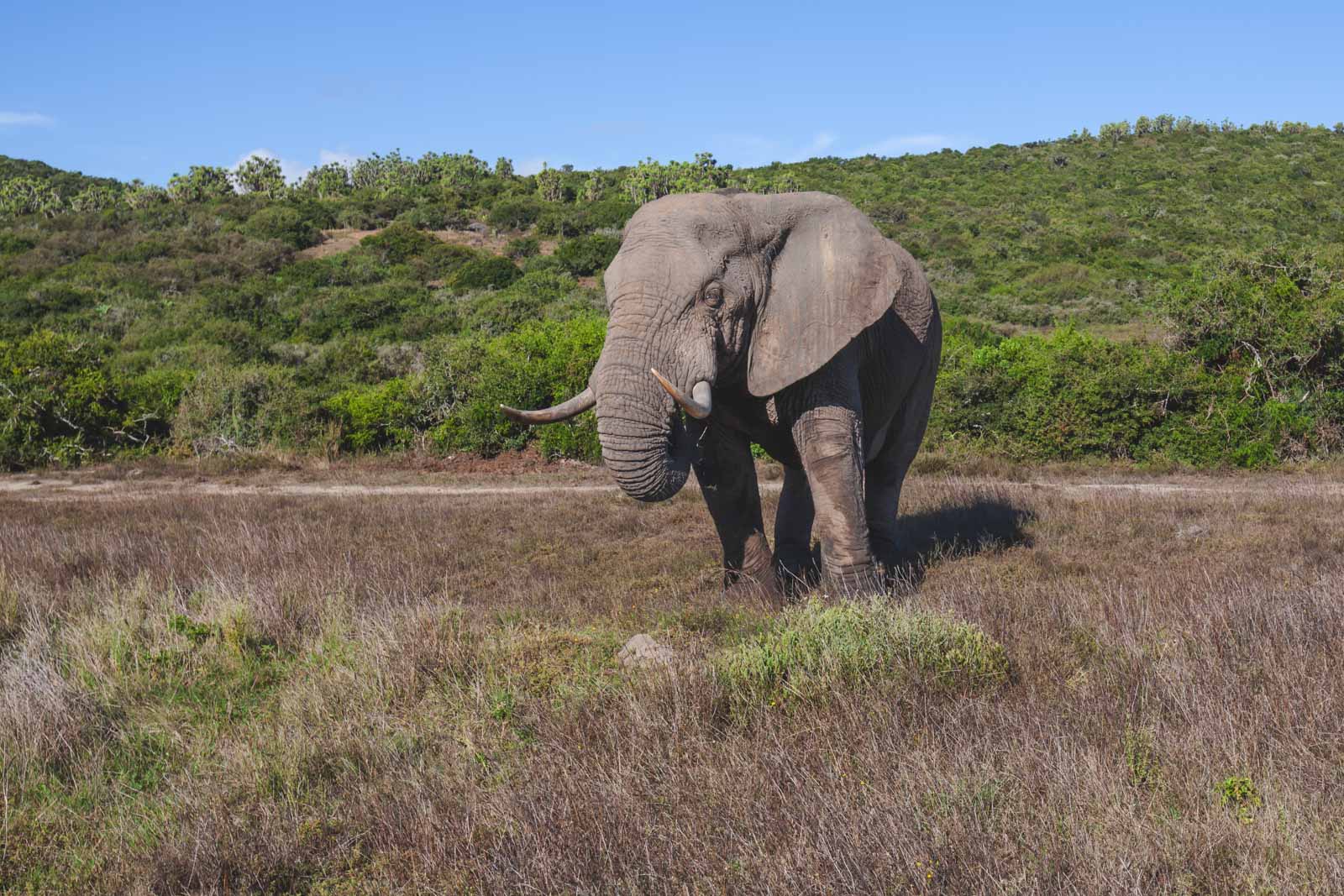 Las mejores cosas que hacer en Sudáfrica Kruger National Park