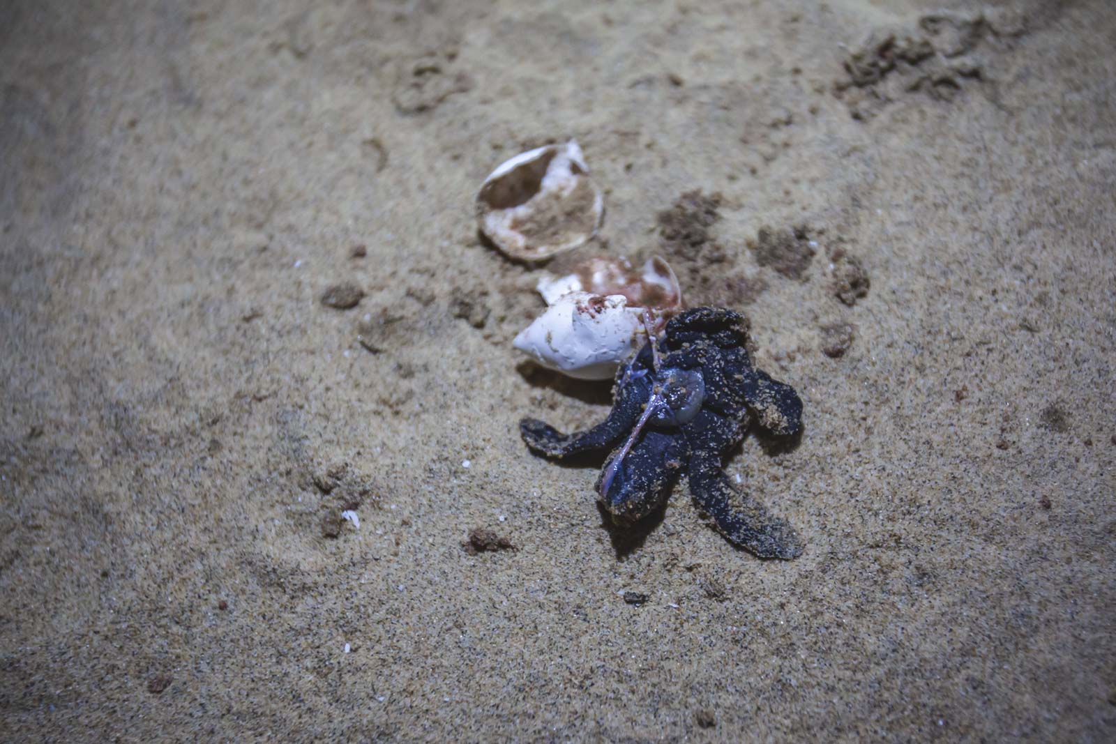 Las mejores cosas que hacer en Sudáfrica Turtle Hatching