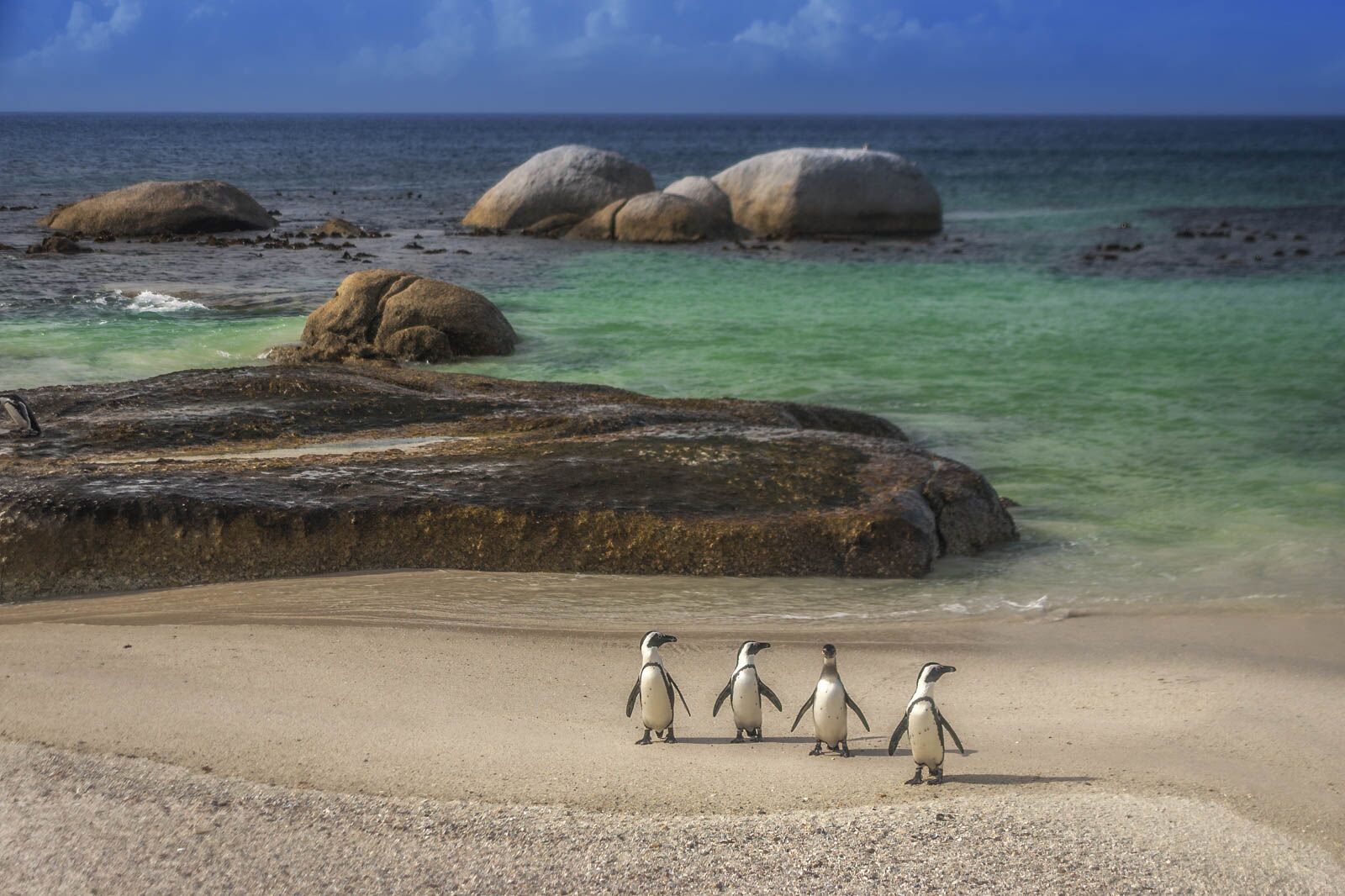 cosas que hacer en Sudáfrica Simonstown Penguins