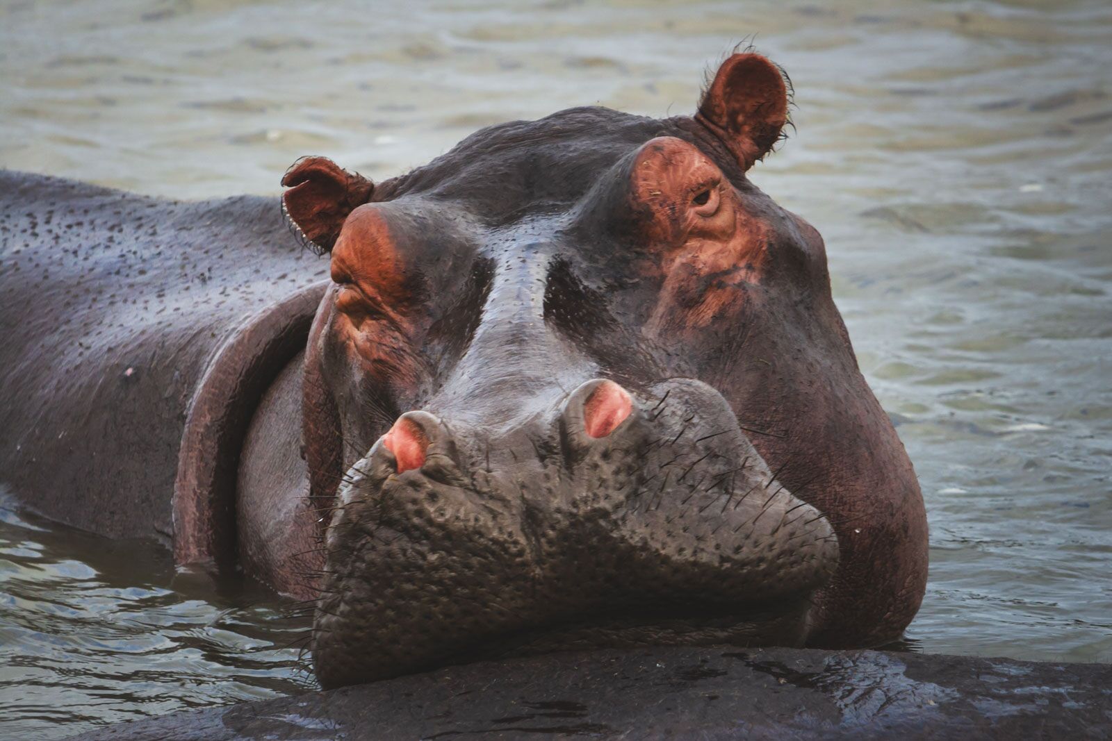 mejores cosas que hacer en Sudáfrica Hipopotams ySimangaliso Wetlands