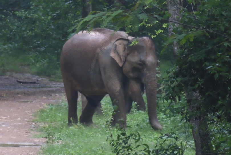 Joven Elefante