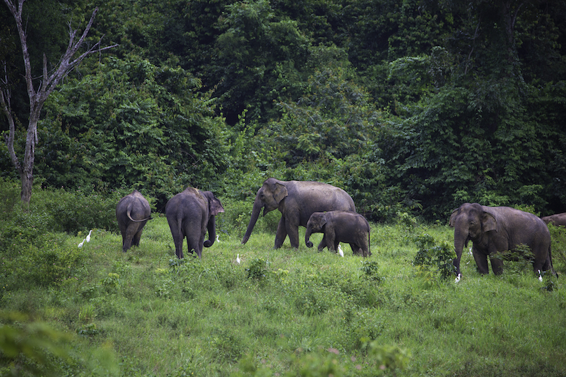 Wild Elephants