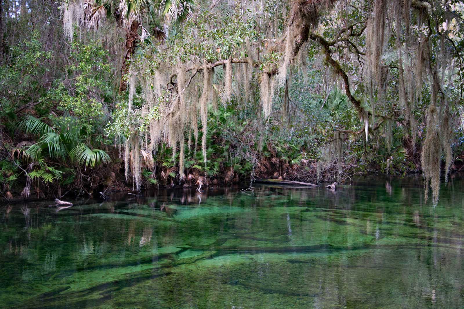 Blue Spring State Park cerca de Orlando Fl