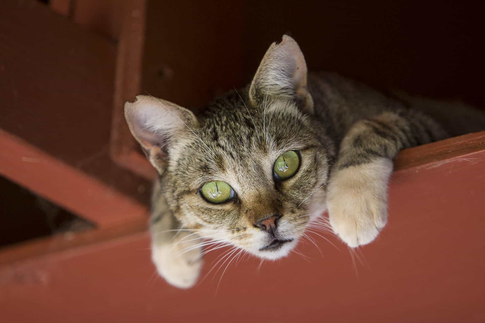 santuario de gatos de lanai: las mejores cosas que hacer en lanai