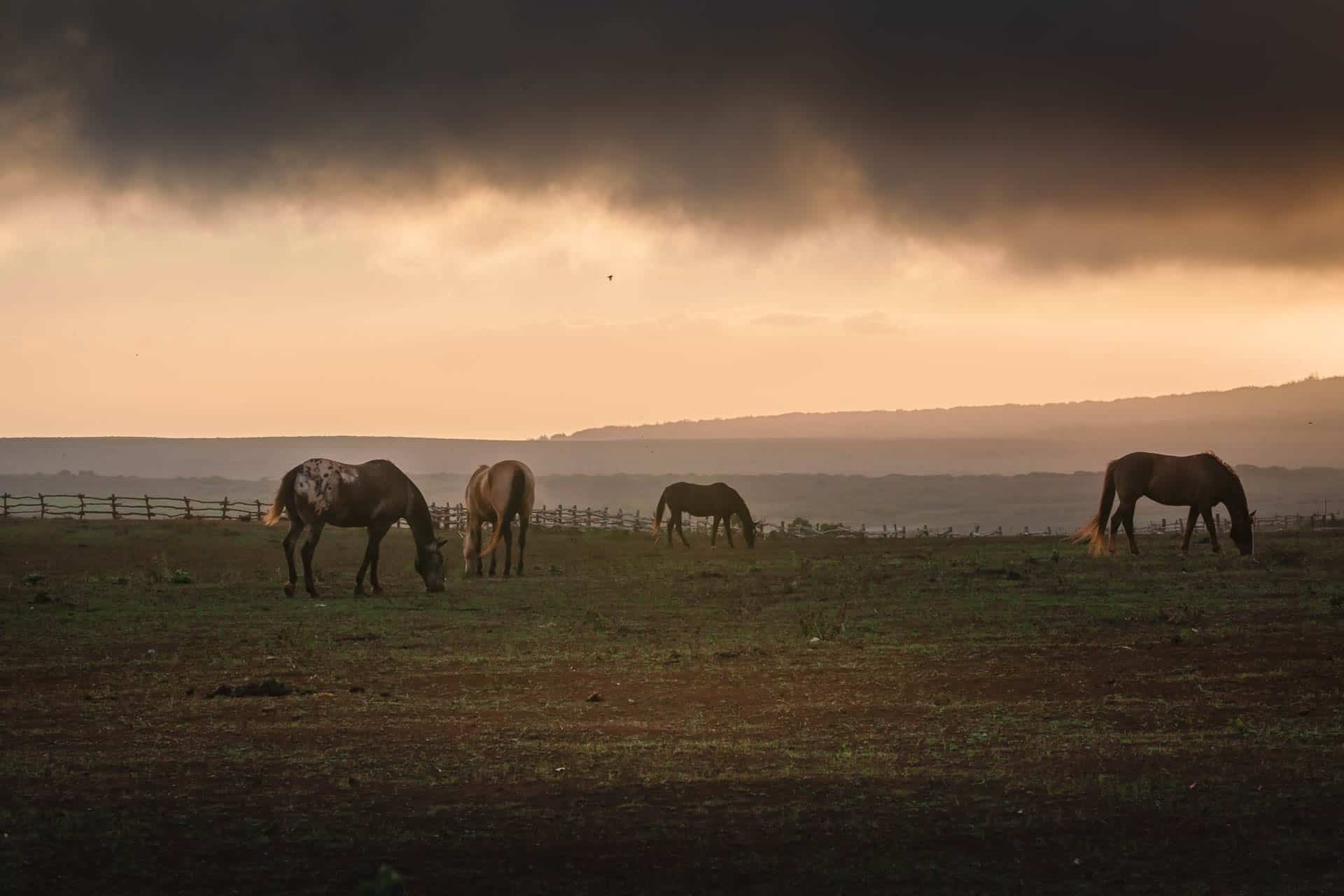 qué hacer en lanai - caballos en establos 