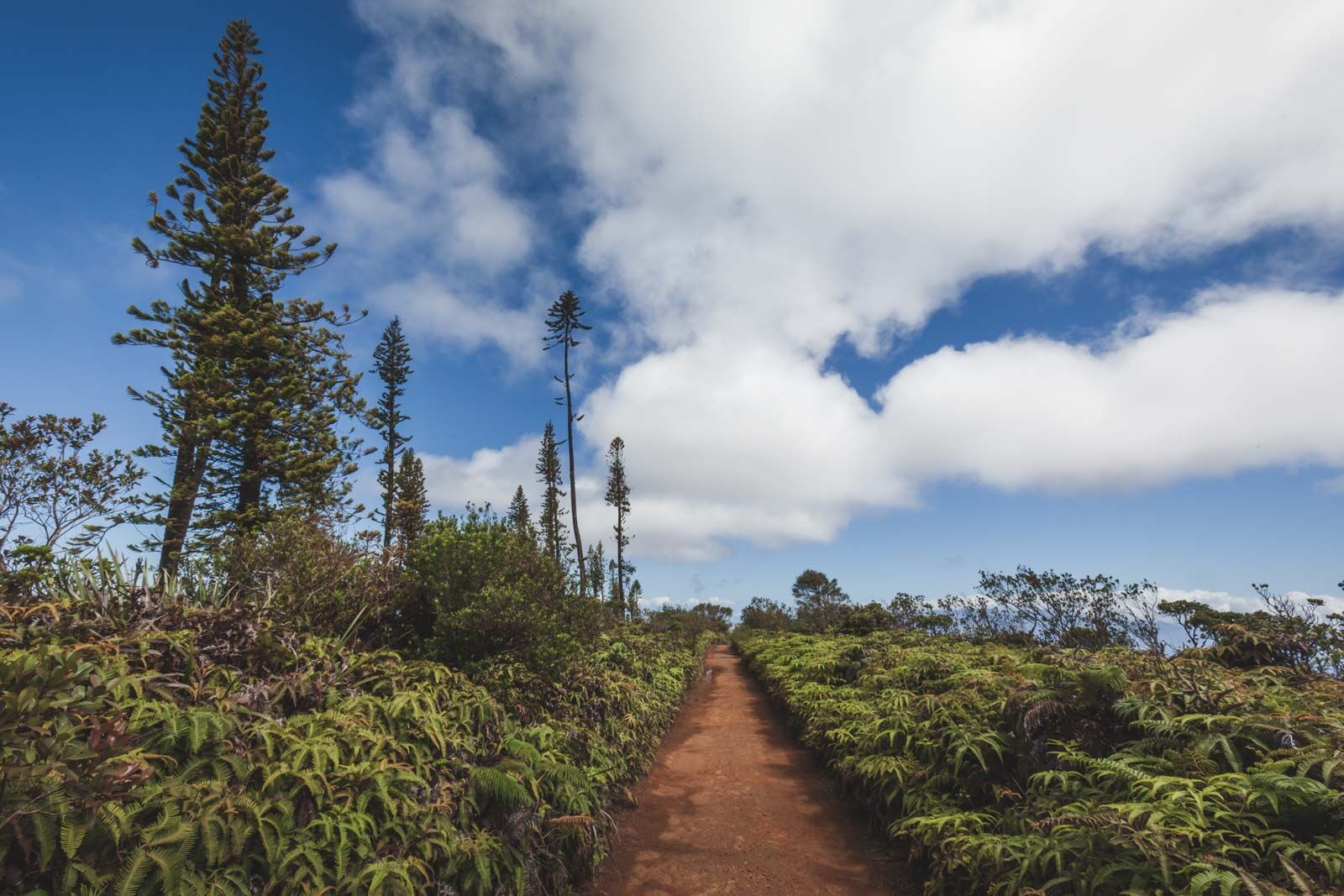 Más información sobre Lanai